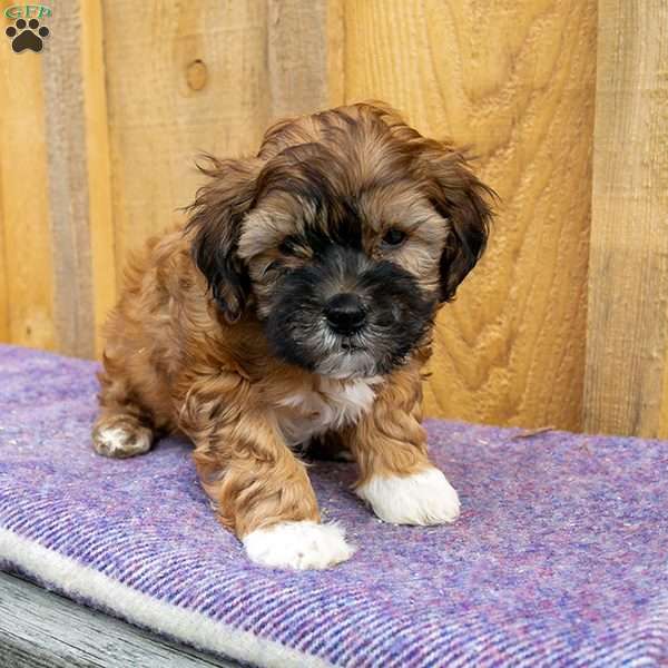 Sophia, Shih-Poo Puppy